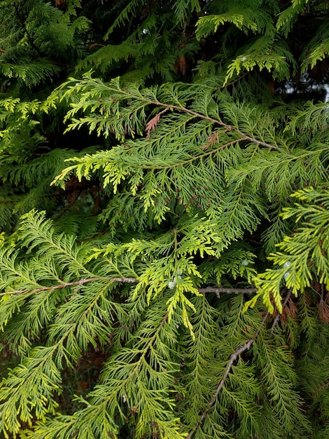 Volledige opname van dennenboom