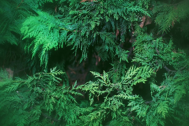 Foto volledige opname van dennenboom