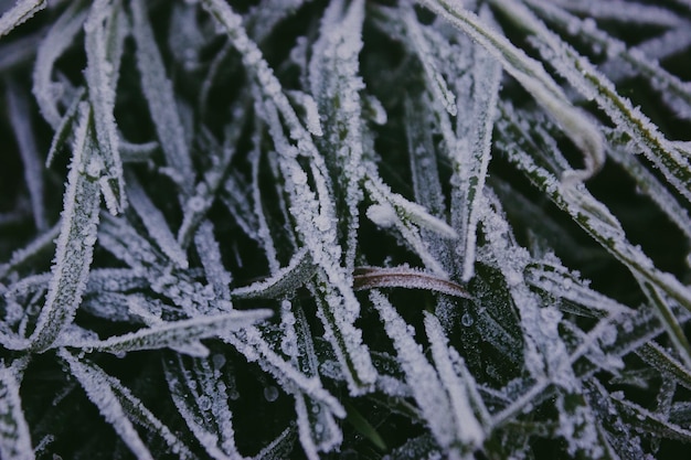 Foto volledige opname van een bevroren boom tijdens de winter