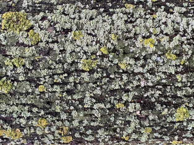 Foto volledige opname van een bloeiende plant tegen de muur