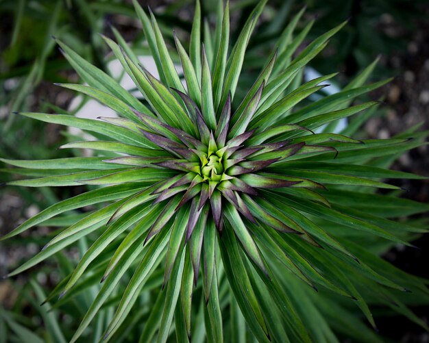 Foto volledige opname van een dennenplant