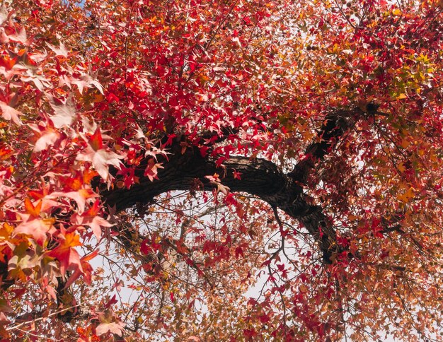 Foto volledige opname van een esdoornboom in de herfst
