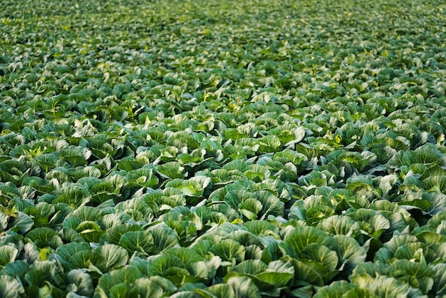 Foto volledige opname van een fris groen veld