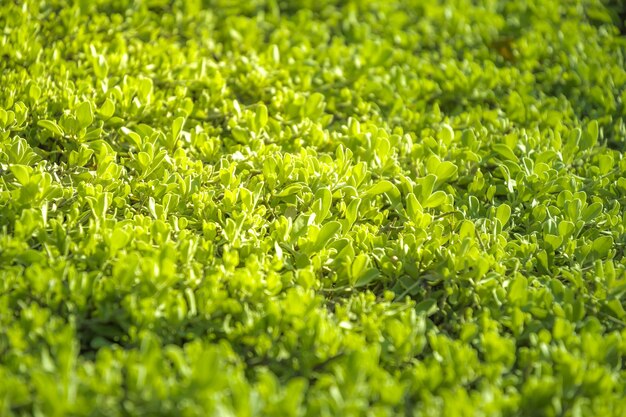 Foto volledige opname van een fris groen veld