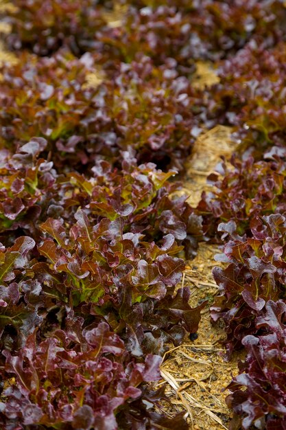 Foto volledige opname van een gedroogde plant op het veld