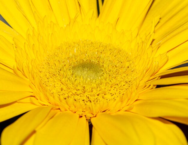 Volledige opname van een gele bloem