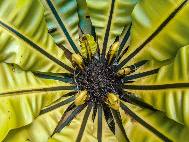 Volledige opname van een gele bloem