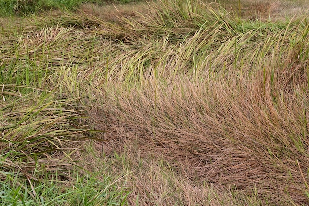 Volledige opname van een grasveld