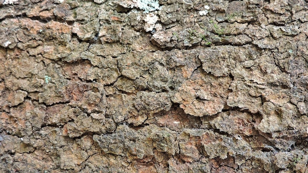 Volledige opname van een groene boom