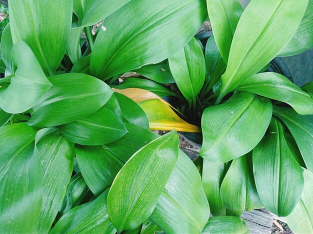 Foto volledige opname van een groene plant