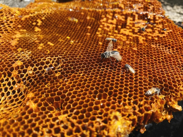 Volledige opname van een insect