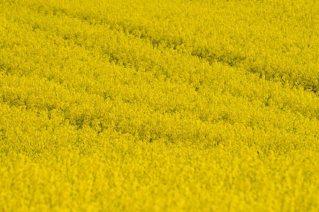 Volledige opname van een koolzaadveld
