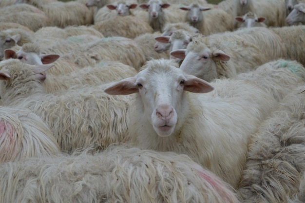 Volledige opname van een kudde schapen