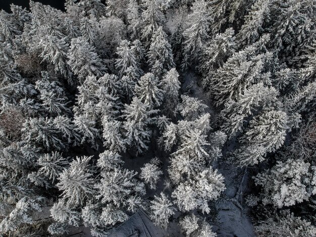 Volledige opname van een met sneeuw bedekte dennenboom