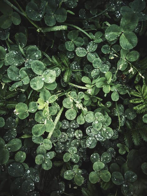 Foto volledige opname van een natte plant