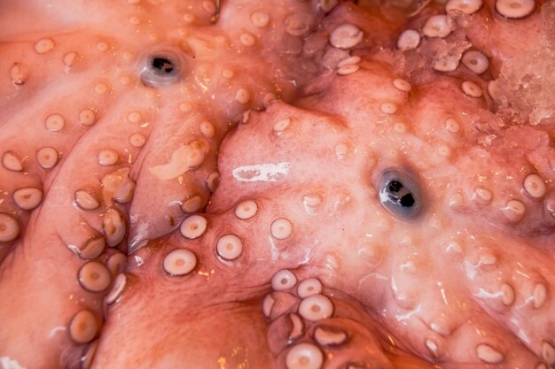 Foto volledige opname van een octopus