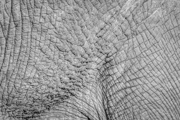 Foto volledige opname van een olifant
