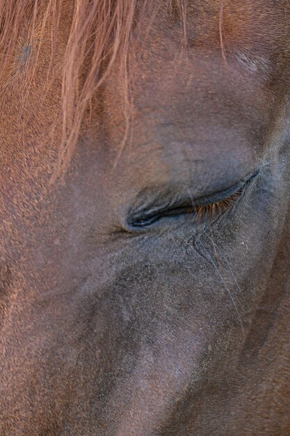 Foto volledige opname van een paard