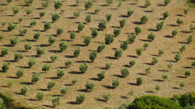 Volledige opname van een plantage van olijfbomen met schaduw