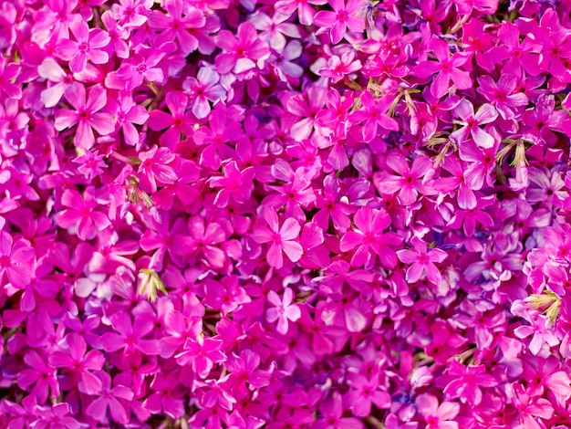 Volledige opname van een roze bloeiende plant