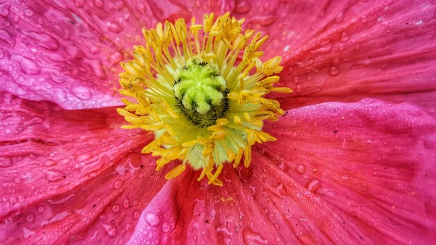 Volledige opname van een roze bloem