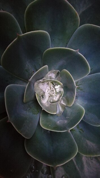 Foto volledige opname van een succulente plant