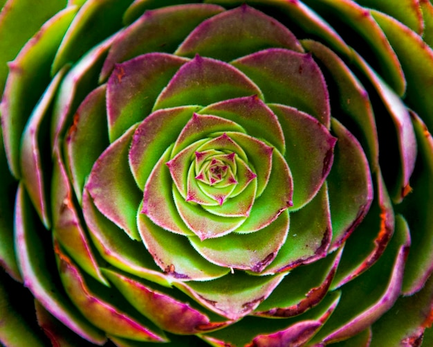 Volledige opname van een succulente plant