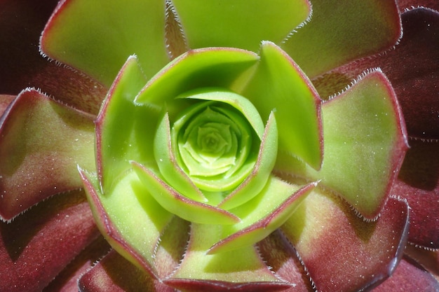 Volledige opname van een succulente plant