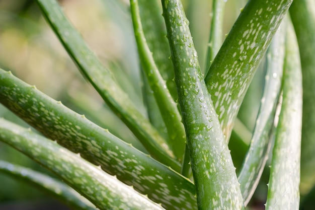 Foto volledige opname van een succulente plant