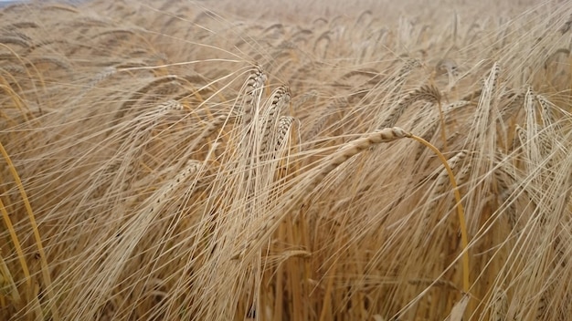 Foto volledige opname van een tarweveld