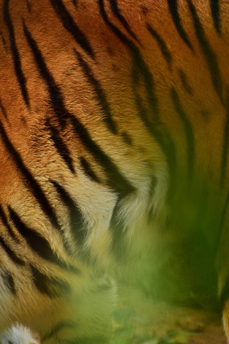 Foto volledige opname van een tijger