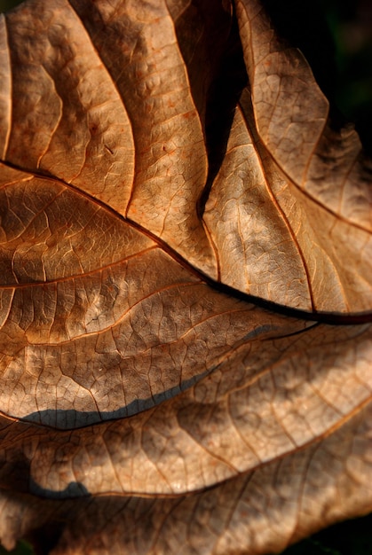 Foto volledige opname van gedroogd blad