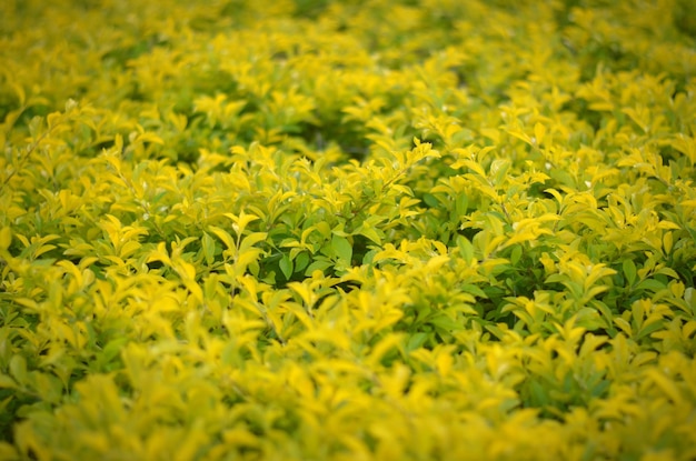Volledige opname van gele bloeiende planten