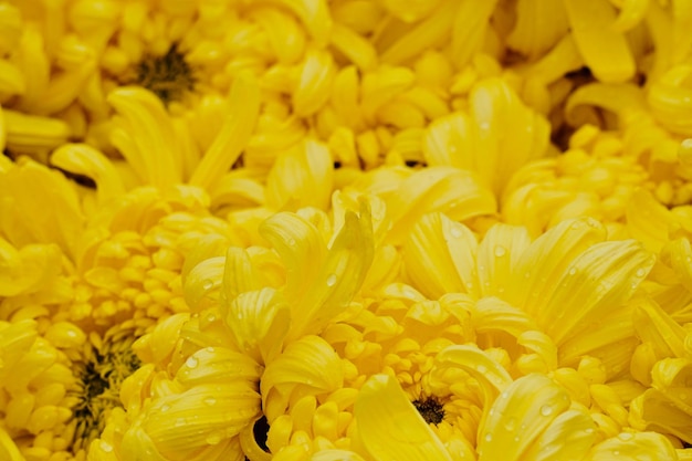 Volledige opname van gele bloeiende planten