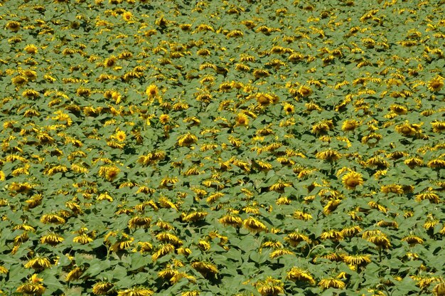 Foto volledige opname van gele bloemen die op het water drijven