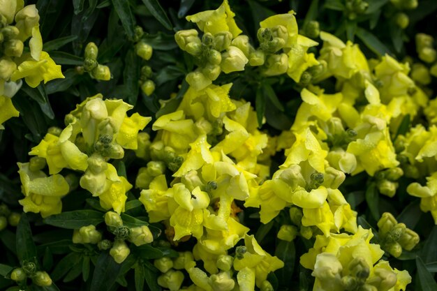 Foto volledige opname van gele bloemen
