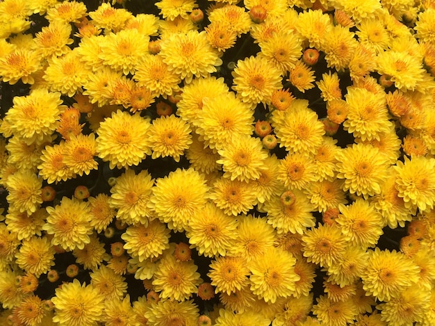Volledige opname van gele dahlia bloemen thuis