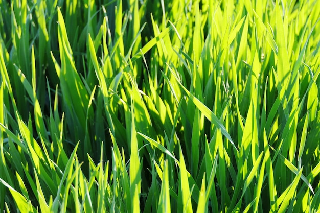 Foto volledige opname van gewassen die op het veld groeien