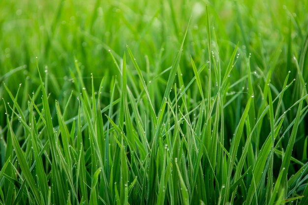 Foto volledige opname van gewassen die op het veld groeien