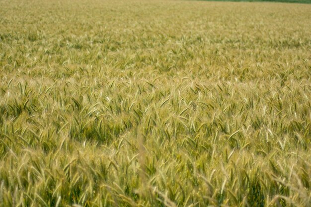 Volledige opname van gewassen die op het veld groeien