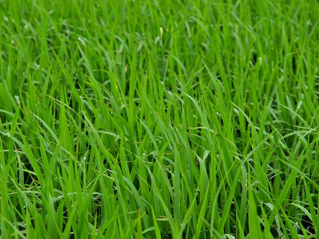 Volledige opname van gras dat op het veld groeit