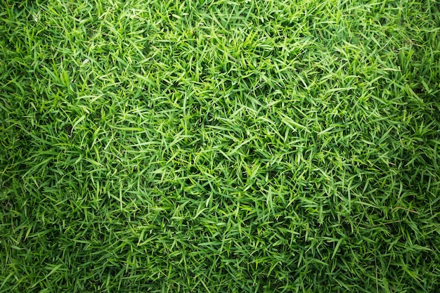 Volledige opname van gras op het veld