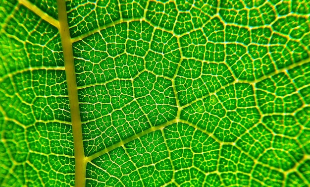 Volledige opname van groen blad