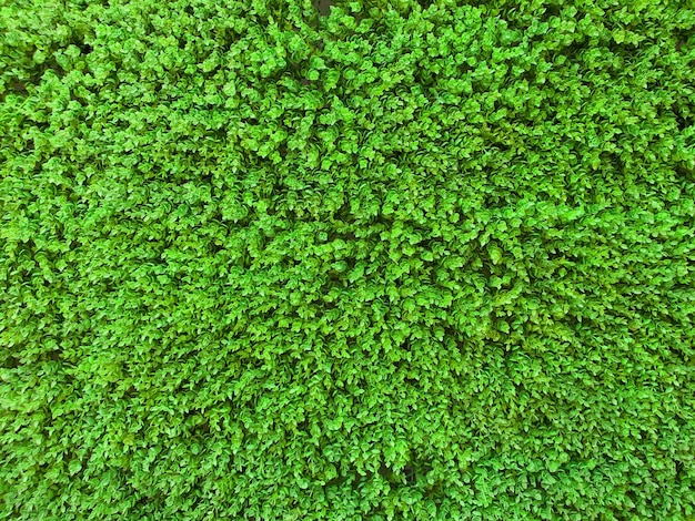 Volledige opname van groen blad