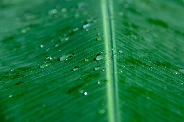 Foto volledige opname van groen blad