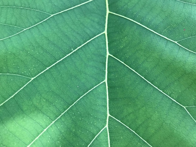 Foto volledige opname van groen blad