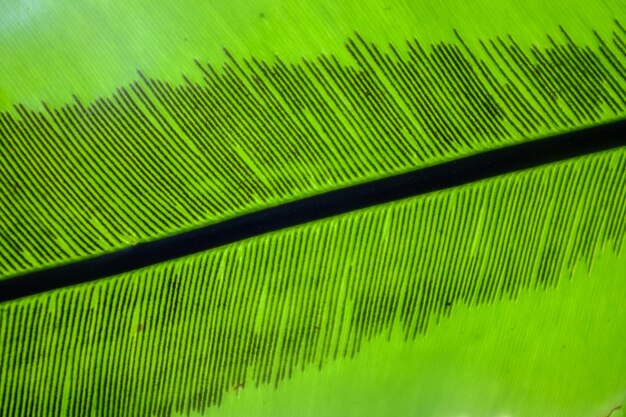 Foto volledige opname van groen blad