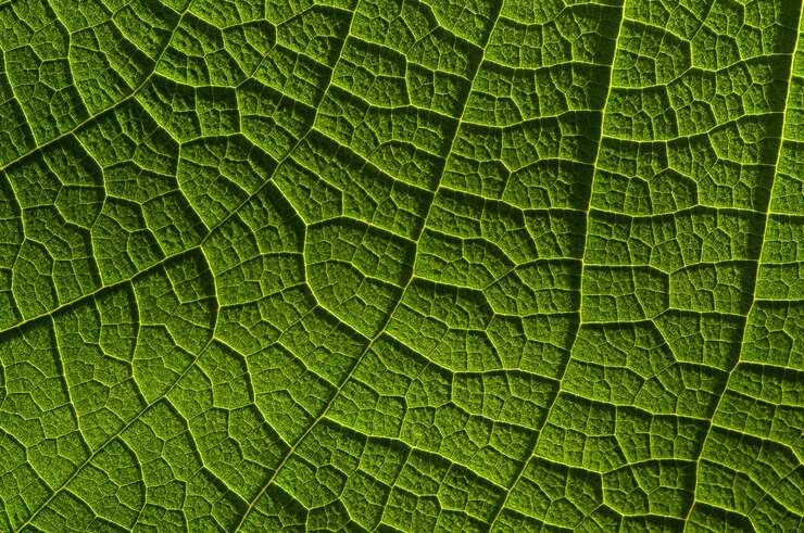 Foto volledige opname van groen blad