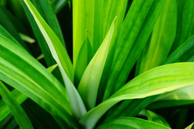 Foto volledige opname van groen blad