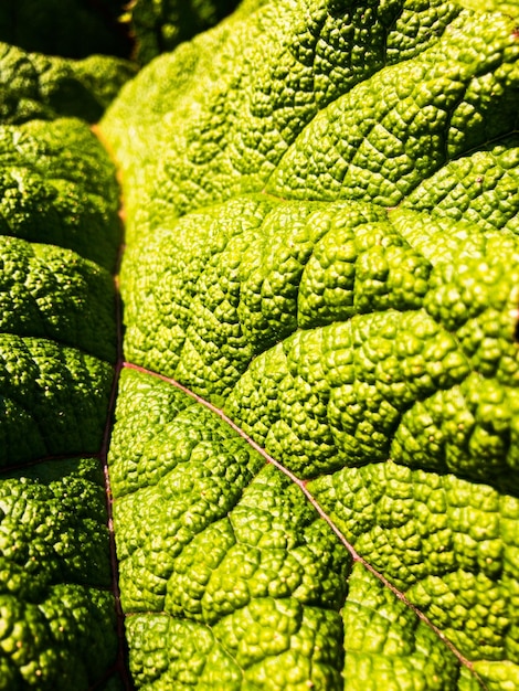 Foto volledige opname van groen blad